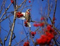 Mistle thrush feasting on the winter berry crop Royalty Free Stock Photo