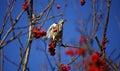Mistle thrush feasting on the winter berry crop Royalty Free Stock Photo