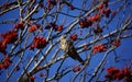 Mistle thrush feasting on the winter berry crop Royalty Free Stock Photo