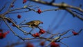 Mistle thrush feasting on the winter berry crop Royalty Free Stock Photo