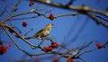 Mistle thrush feasting on the winter berry crop Royalty Free Stock Photo