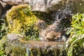 Mistle thrush having a water bath