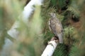 Mistle thrush Royalty Free Stock Photo