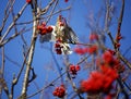 Mistle thrush feasting on the winter berry crop Royalty Free Stock Photo