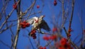 Mistle thrush feasting on the winter berry crop Royalty Free Stock Photo