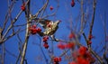 Mistle thrush feasting on the winter berry crop Royalty Free Stock Photo