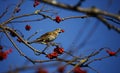 Mistle thrush feasting on the winter berry crop Royalty Free Stock Photo