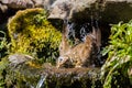 Mistle thrush splashing