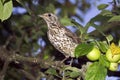 MISTLE THRUSH turdus viscivorus, ADULT STANDING IN APPLE TREE, NORMANDY Royalty Free Stock Photo