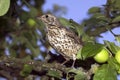 MISTLE THRUSH turdus viscivorus, ADULT STANDING IN APPLE TREE, NORMANDY Royalty Free Stock Photo