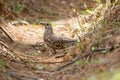 Mistle Thrush, Turdus viscivorus, Mukteshwar, Uttarakhand