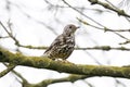 Mistle thrush, Turdus viscivorus Royalty Free Stock Photo