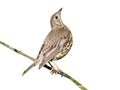 Mistle thrush, Turdus viscivorus