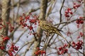 Mistle thrush (Turdus viscivorus) sitting in a rowan tree Royalty Free Stock Photo