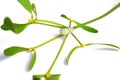 Mistletoe Royalty Free Stock Photo