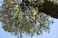 Mistletoe Royalty Free Stock Photo
