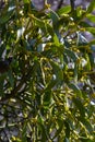 Mistletoe aka viscum is parasite plant growing on trees. Closeup view of mistletoe on bare tree on blue sky background Royalty Free Stock Photo