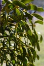 Mistletoe aka viscum is parasite plant growing on trees. Closeup view of mistletoe on bare tree on blue sky background Royalty Free Stock Photo