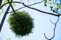 Mistletoe Royalty Free Stock Photo