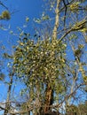 mistletoe ball on black locus