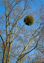 Mistletoe Ball on a Tree Parasitic Plant