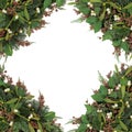 Mistletoe Beauty Royalty Free Stock Photo