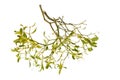 Mistletoe branch Royalty Free Stock Photo