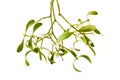 Mistletoe branch Royalty Free Stock Photo