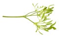 Mistletoe branch Royalty Free Stock Photo