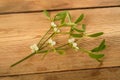 Mistletoe branch with berries