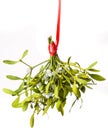 Mistletoe branch Royalty Free Stock Photo