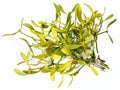 Mistletoe branch Royalty Free Stock Photo