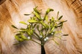 Mistletoe Royalty Free Stock Photo