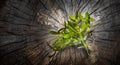 fresh mistletoe branch on a wooden background