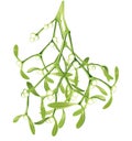 Mistletoe branches hanging, vector illustration