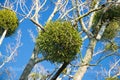 Mistletoe Royalty Free Stock Photo