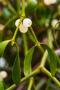 Mistletoe close-up - green leaves and the fruit is a white berry Royalty Free Stock Photo