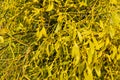 Mistletoe close up. Mistletoe is parasitic plant growing on trees