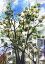 Mistletoe colonies on a tree. Painting, watercolor, paper
