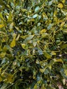 mistletoe color background Royalty Free Stock Photo