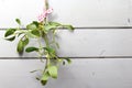 Mistletoe on a door