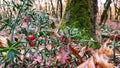 Mistletoe forest background plant nature winter rain Royalty Free Stock Photo