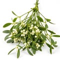 Mistletoe Royalty Free Stock Photo