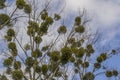 Branches of mistletoe trees, Poland.