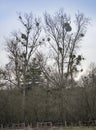 Mistletoe growing in tall trees