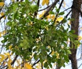 Mistletoe growing on a tree Royalty Free Stock Photo