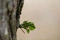 Mistletoe growth on the tree trunk isolated with blurred background Royalty Free Stock Photo