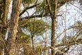 Mistletoe growing on treebranches Royalty Free Stock Photo