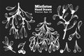 Mistletoe hand drawn branches vector illustrations set. Retro style botanical illustrations on chalk board