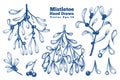 Mistletoe hand drawn branches vector illustrations set. Retro style botanical illustrations
